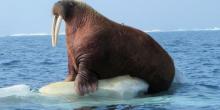 Атлантический морж. Описание животного из Красной книги