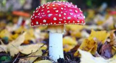 Мухомор. Доклад про ядовитый гриб для 3 класса