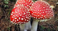 несъедобные грибы 2 класс окружающий мир