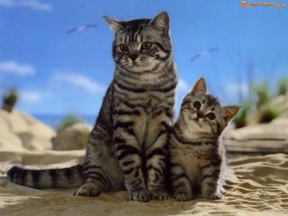 Животные и их детеныши (доклад, 3 класс)