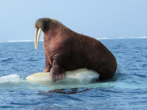 Атлантический морж. Описание животного из Красной книги