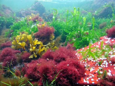 Необыкновенные водоросли (5 класс)